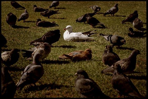 Pigeons and Friend in Hyde Park