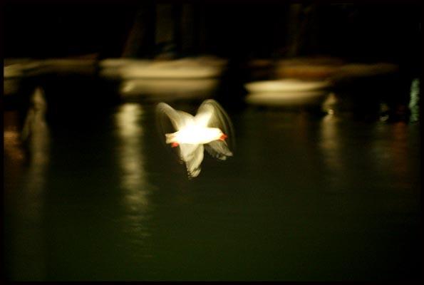 A seagull flying alongside a ferry at night
