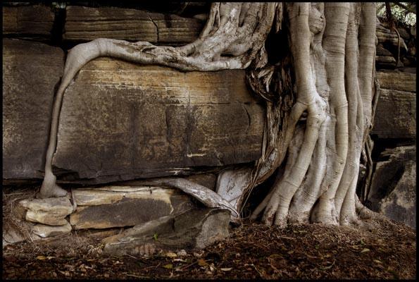 Rock Figtree Roots 1
